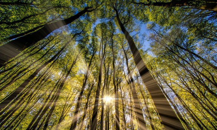 Sonnenstrahlen im Wald