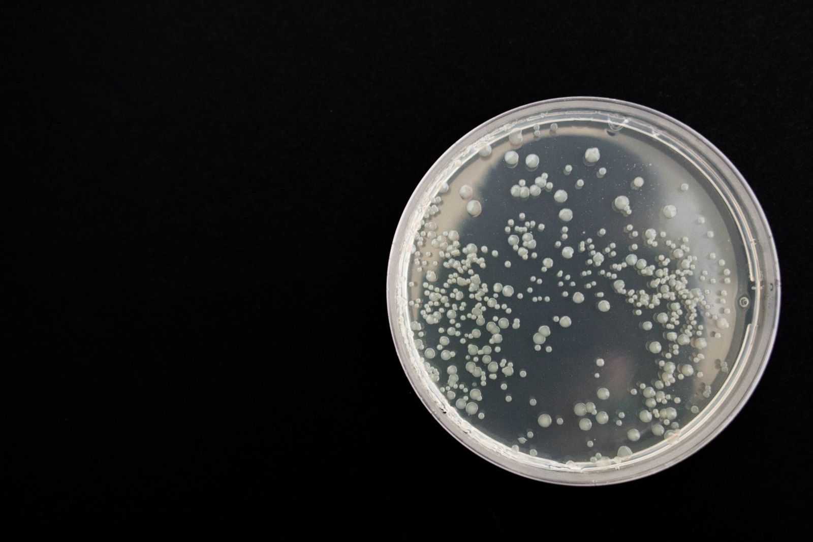 Bakterienkolonien in einer Petrischale
